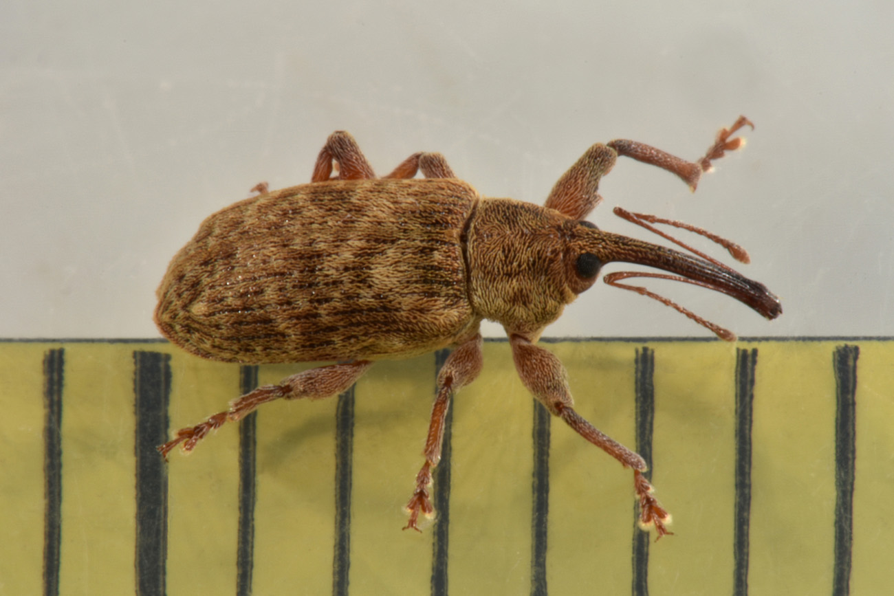 Curculionidae: Dorytomus sp.?  Sì, Dorytomus filirostris, maschio